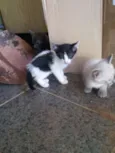 procuro um lar