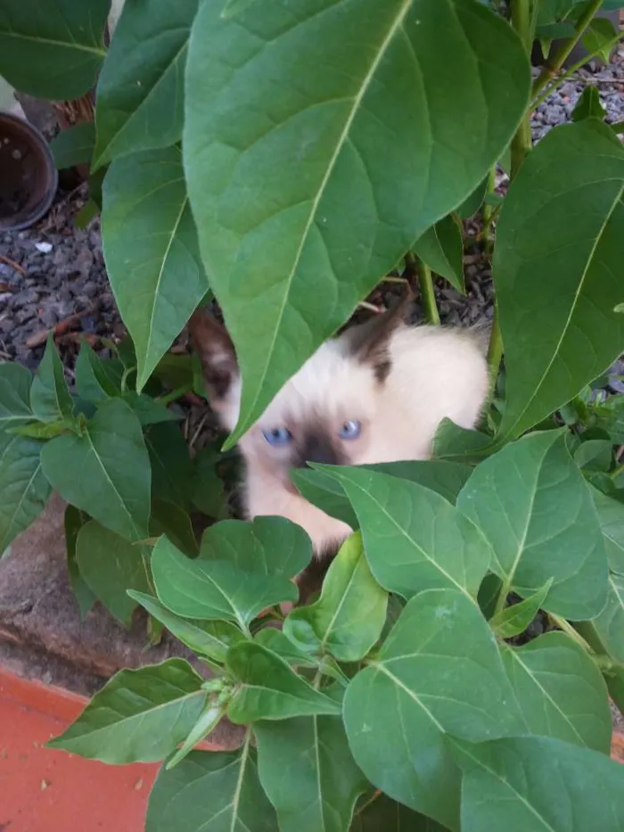 Gato ra a comum idade Abaixo de 2 meses nome procuro um lar