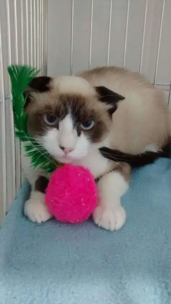 Gato ra a Siamês idade 2 a 6 meses nome Sem Nome