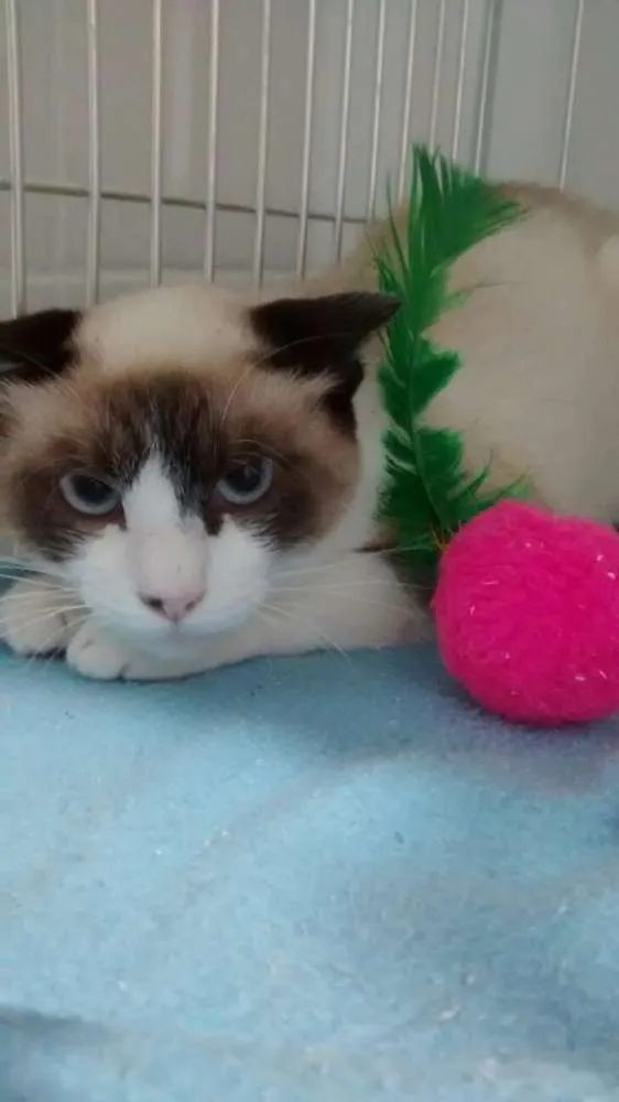 Gato ra a Siamês idade 2 a 6 meses nome Sem Nome