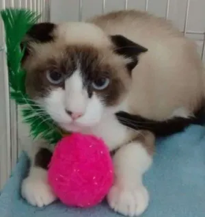 Gato raça Siamês idade 2 a 6 meses nome Sem Nome