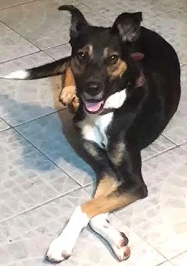 Cachorro ra a SRD idade 7 a 11 meses nome Samantha