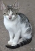 Pierre