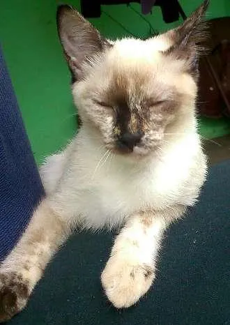Gato raça Viralata idade 2 a 6 meses nome Ororo