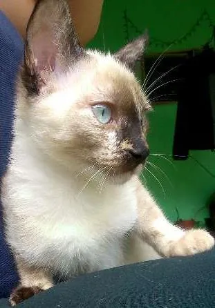 Gato raça Viralata idade 2 a 6 meses nome Ororo