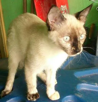 Gato raça Viralata idade 2 a 6 meses nome Ororo