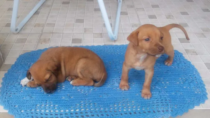 Cachorro ra a  idade Abaixo de 2 meses nome Lala e lulu