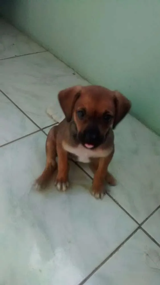 Cachorro ra a viralata idade 2 a 6 meses nome jolly
