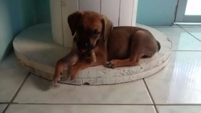 Cachorro ra a viralata idade 2 a 6 meses nome jolly