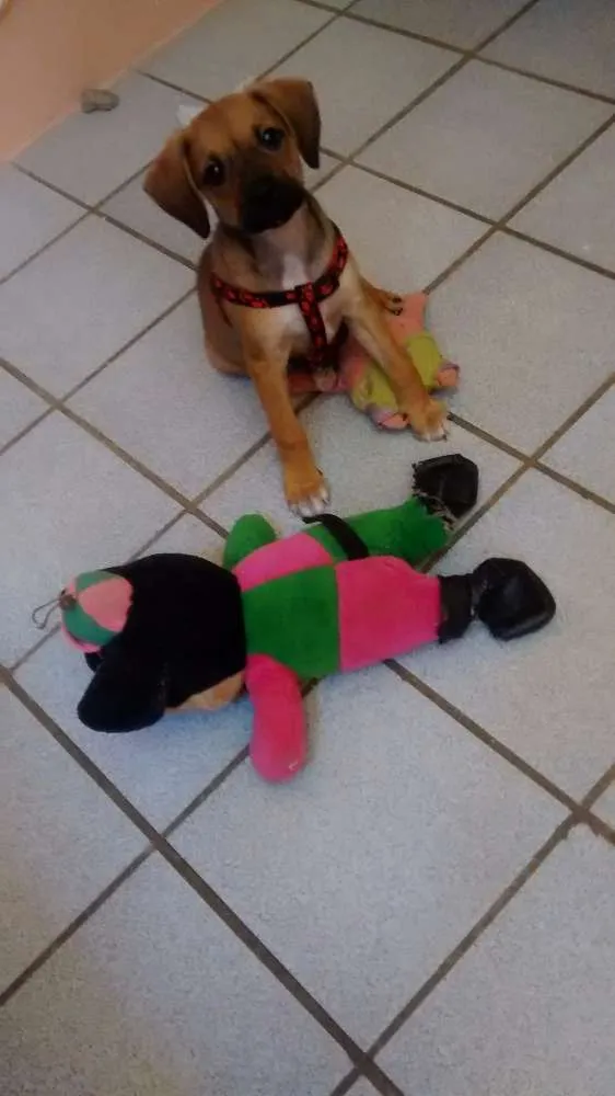 Cachorro ra a viralata idade 2 a 6 meses nome jolly