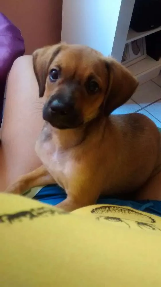 Cachorro ra a viralata idade 2 a 6 meses nome jolly