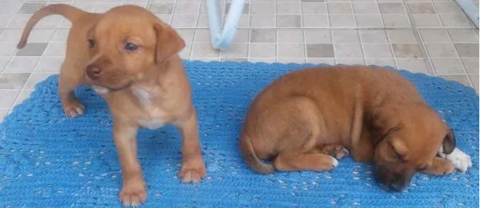 Cachorro ra a  idade Abaixo de 2 meses nome Lala e lulu