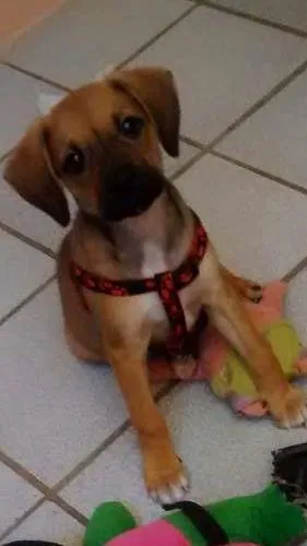 Cachorro raça viralata idade 2 a 6 meses nome jolly