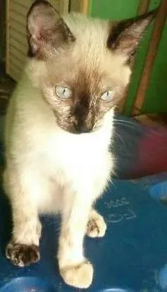 Gato raça Viralata idade 2 a 6 meses nome Ororo