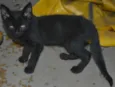 Pelé