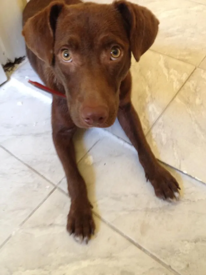Cachorro ra a Não Definida idade 7 a 11 meses nome Poup
