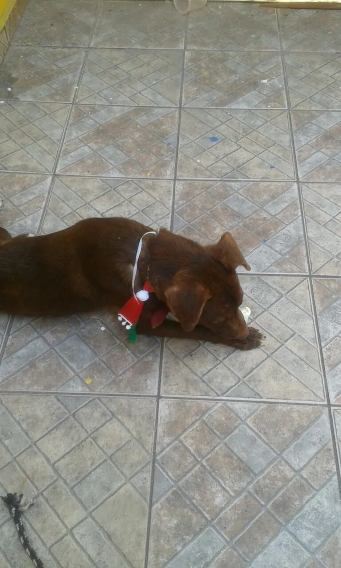 Cachorro ra a Não Definida idade 7 a 11 meses nome Poup