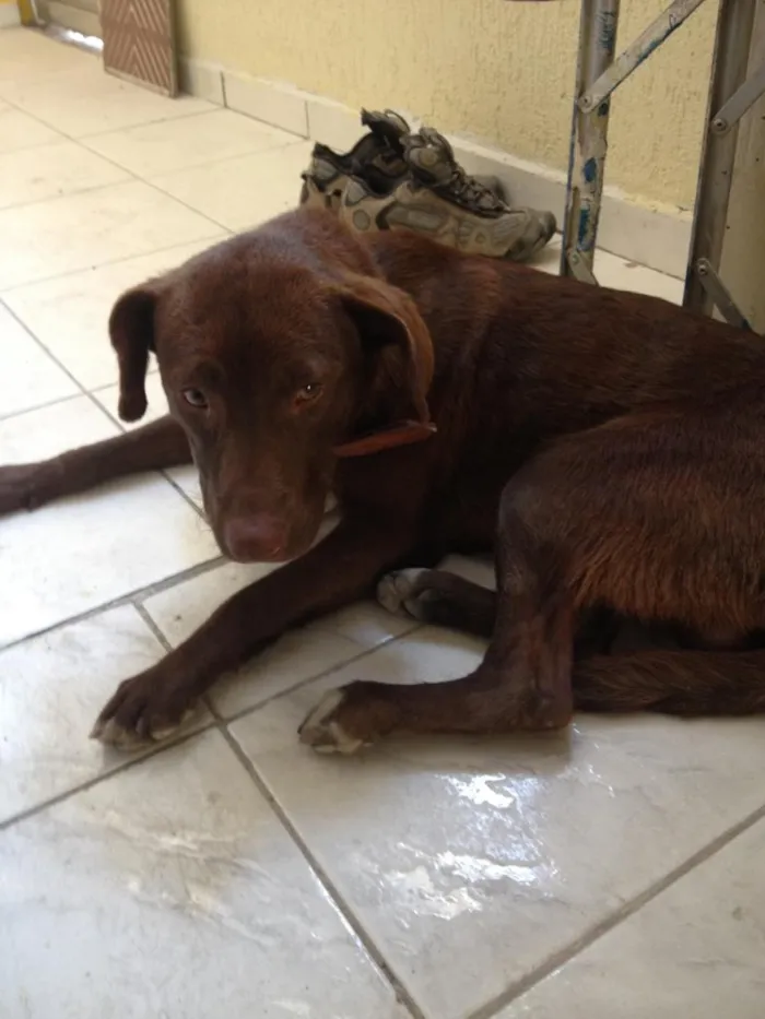Cachorro ra a Não Definida idade 7 a 11 meses nome Poup