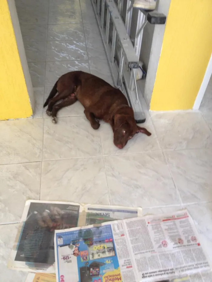 Cachorro ra a Não Definida idade 7 a 11 meses nome Poup