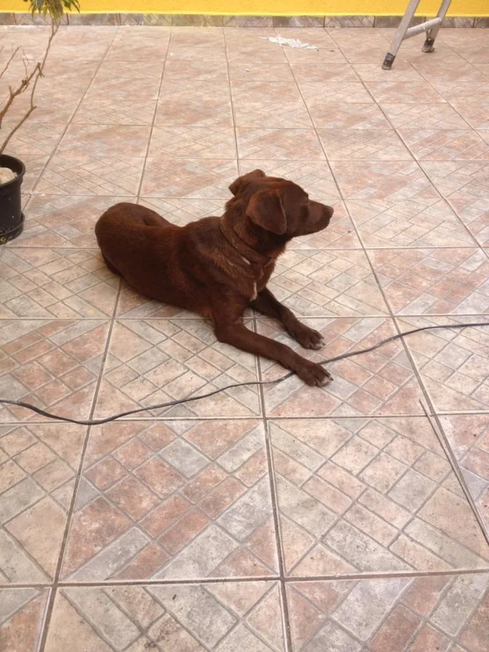Cachorro ra a Não Definida idade 7 a 11 meses nome Poup