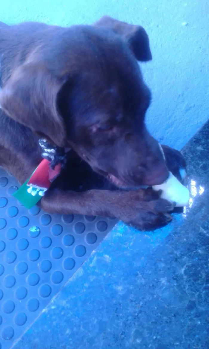 Cachorro ra a Não Definida idade 7 a 11 meses nome Poup
