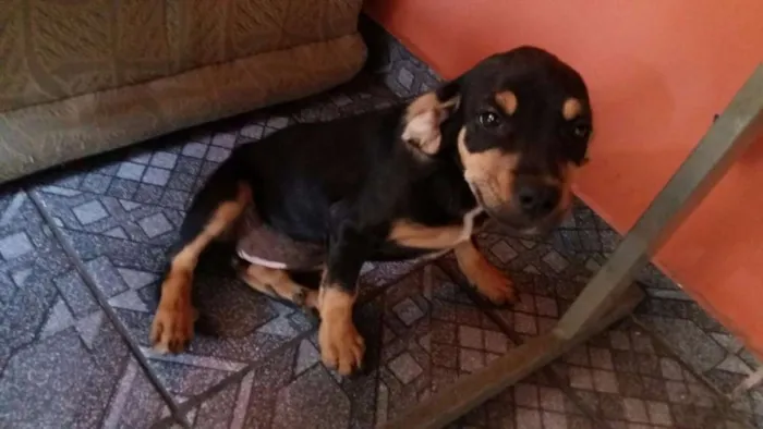 Cachorro raça SRD idade 2 a 6 meses nome susy /princesa