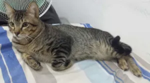 Gato raça SRD idade 1 ano nome JAMIE