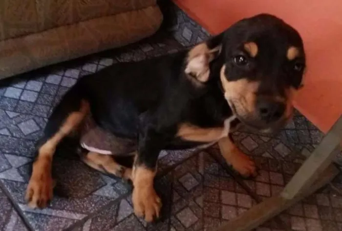 Cachorro raça SRD idade 2 a 6 meses nome susy /princesa
