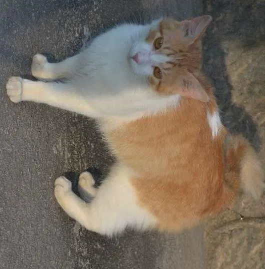 Gato ra a srd idade 1 ano nome Girfield