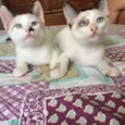 Cosme e Damião