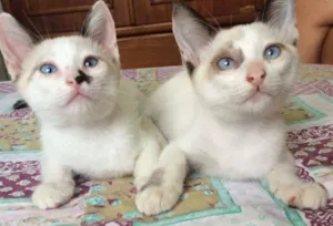 Gato raça Sialata idade 2 a 6 meses nome Cosme e Damião