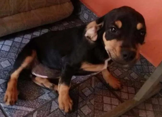 Cachorro raça SRD idade 2 a 6 meses nome susy /princesa