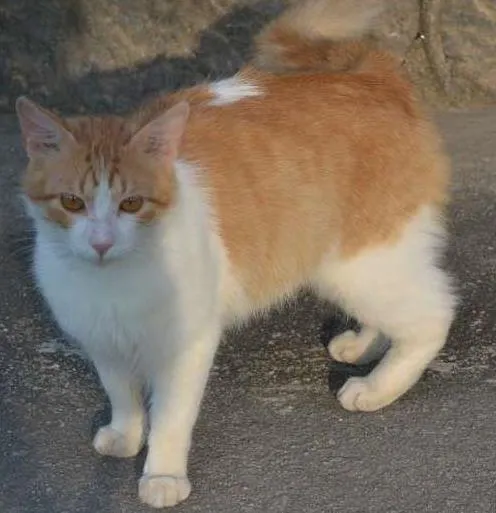 Gato ra a srd idade 1 ano nome Girfield