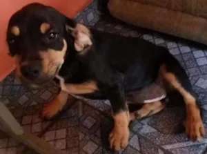 Cachorro raça SRD idade 2 a 6 meses nome susy /princesa