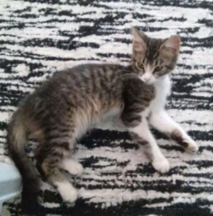 Gato raça  idade 1 ano nome Xico