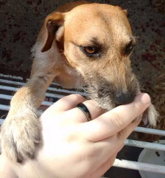 Cachorro ra a  idade 1 ano nome Teddy