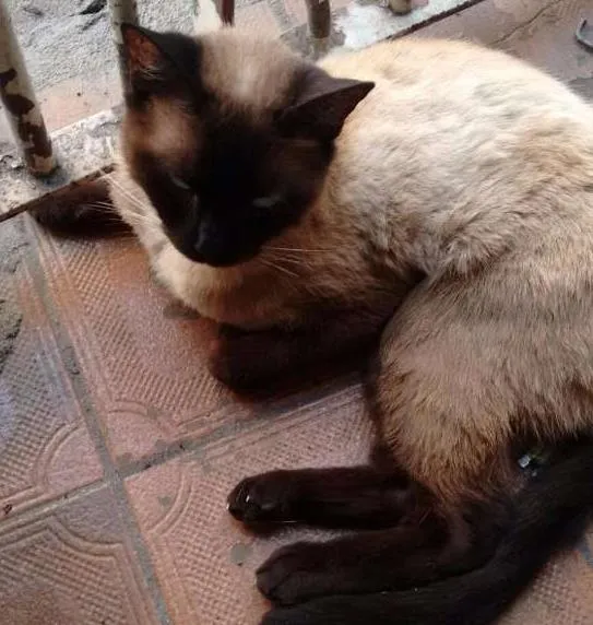 Cachorro ra a  idade 1 ano nome Teddy