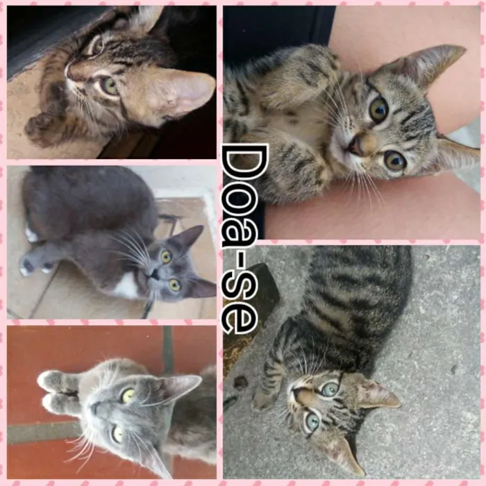 Gato ra a vira-lata idade 1 ano nome Nome da Mãe: Marie