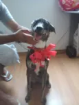 Fiona