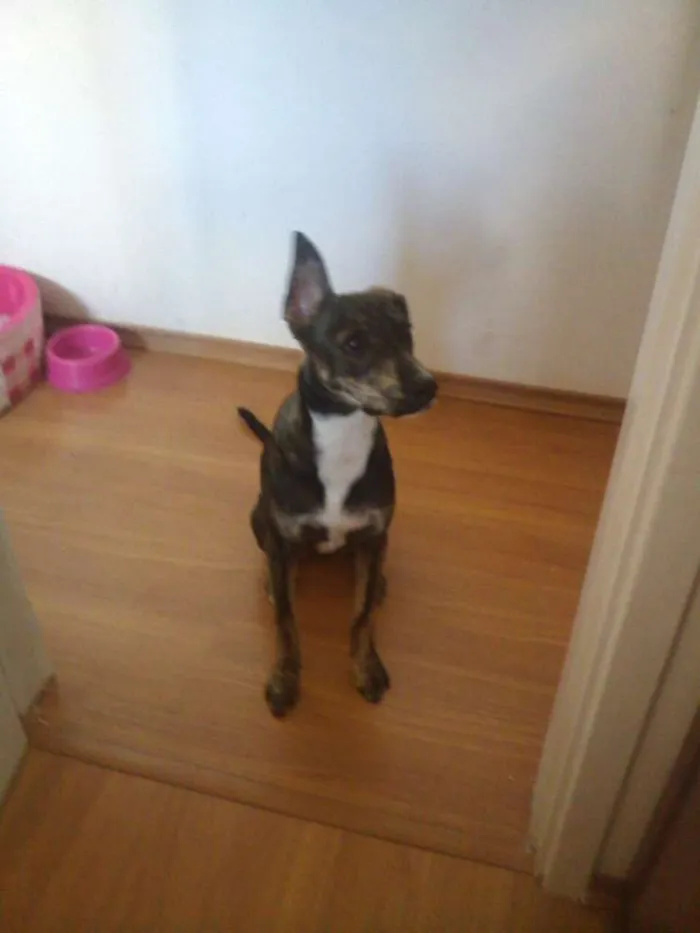 Cachorro ra a Srd idade 7 a 11 meses nome Fiona