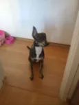 Fiona