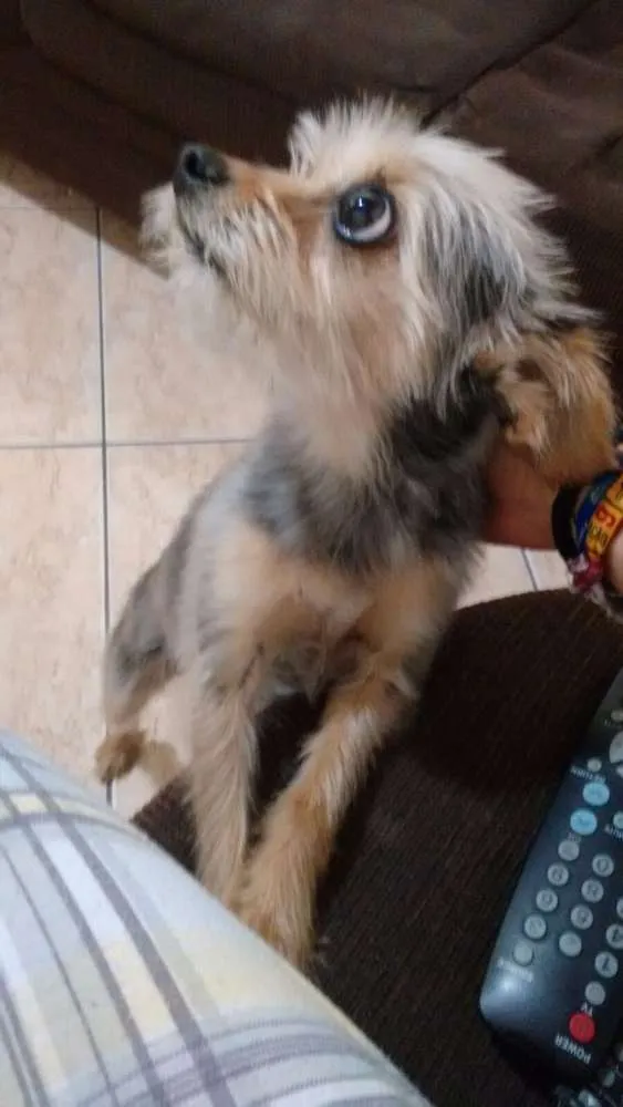 Cachorro ra a Misturadora com pinter idade 6 ou mais anos nome Doce