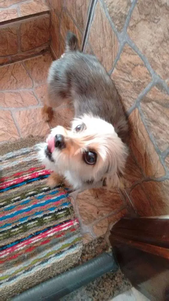 Cachorro ra a Misturadora com pinter idade 6 ou mais anos nome Doce