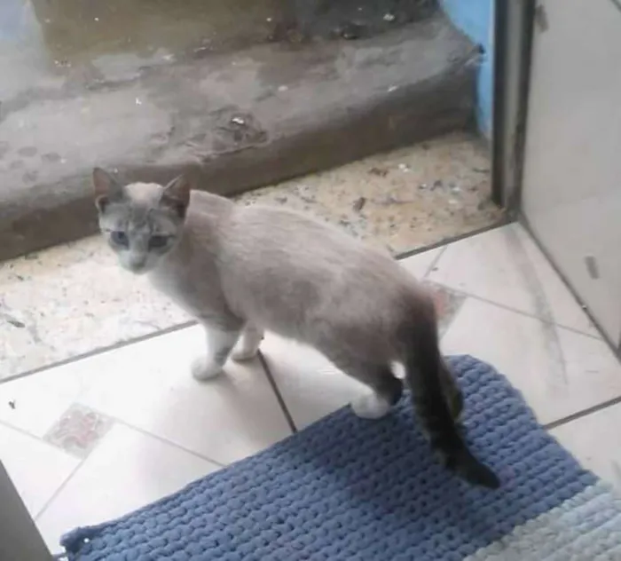 Gato ra a  idade 1 ano nome branquinha