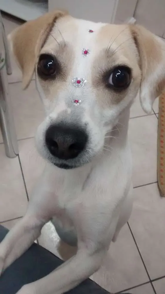Cachorro ra a Vira-lata idade 3 anos nome Maggie