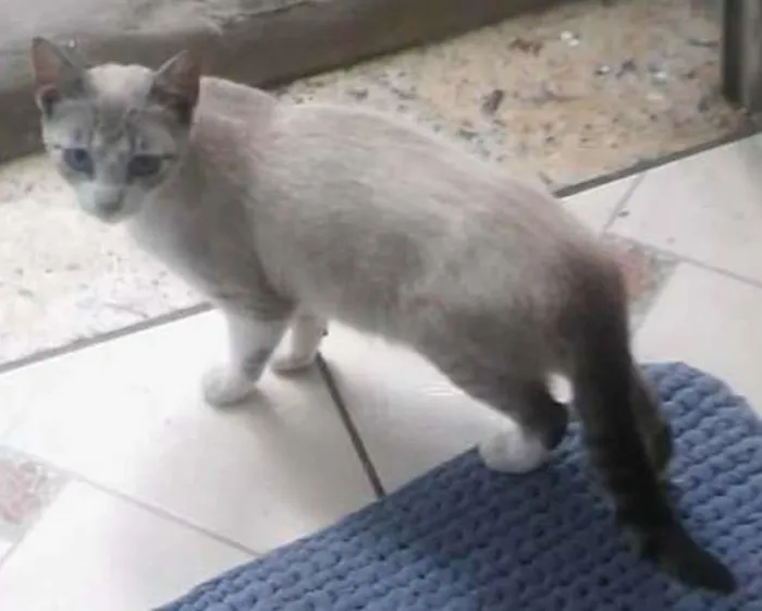 Gato ra a  idade 1 ano nome branquinha