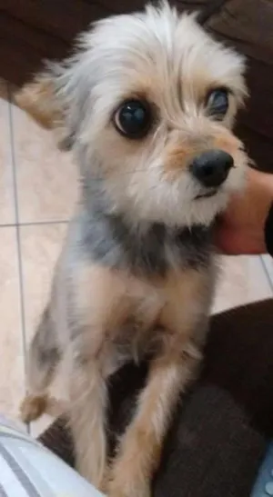 Cachorro raça Misturadora com pinter idade 6 ou mais anos nome Doce