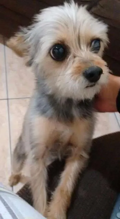 Cachorro ra a Misturadora com pinter idade 6 ou mais anos nome Doce