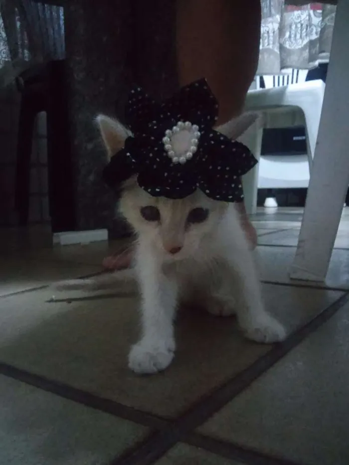 Gato ra a  idade Abaixo de 2 meses nome lili