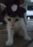 lili